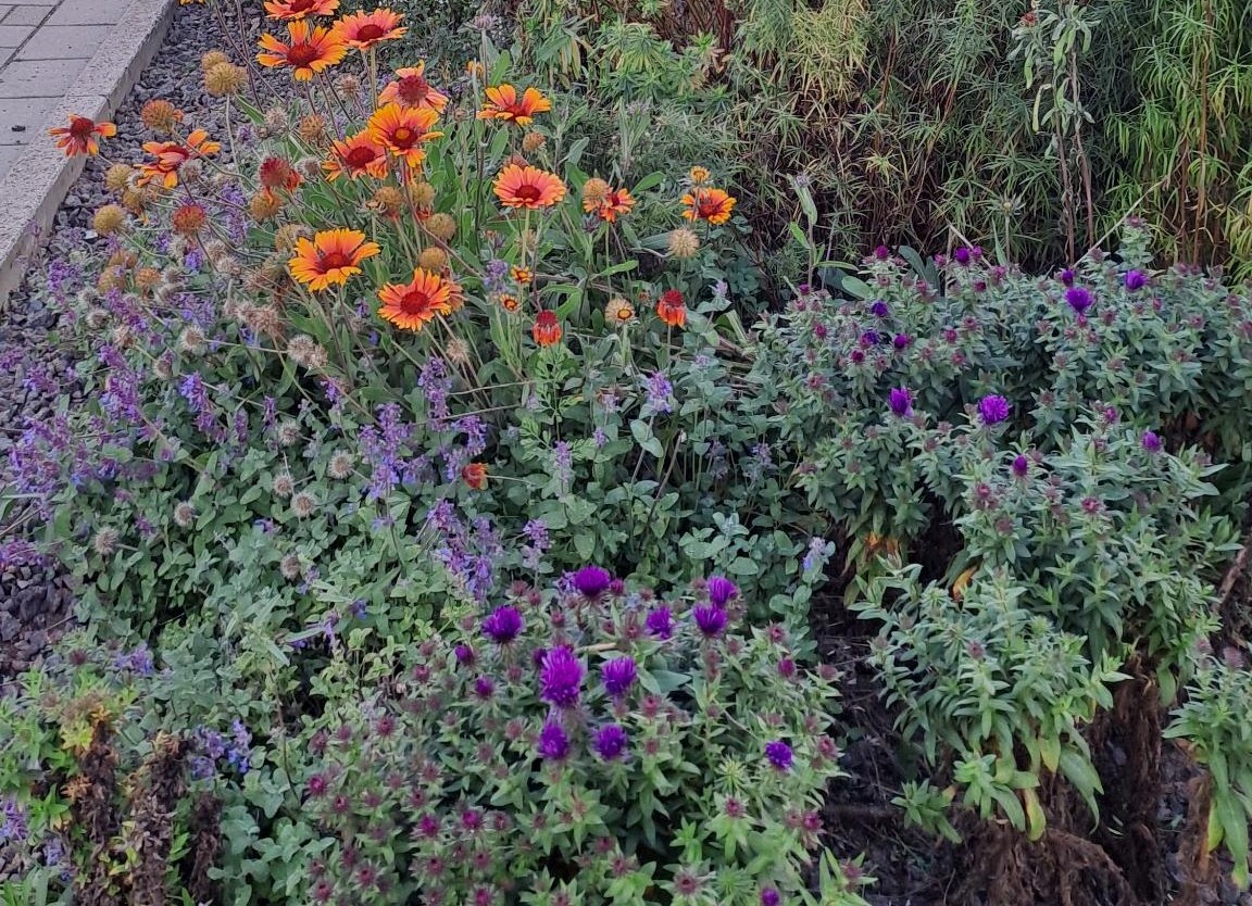 2026-09-28-Staudenbeet-2